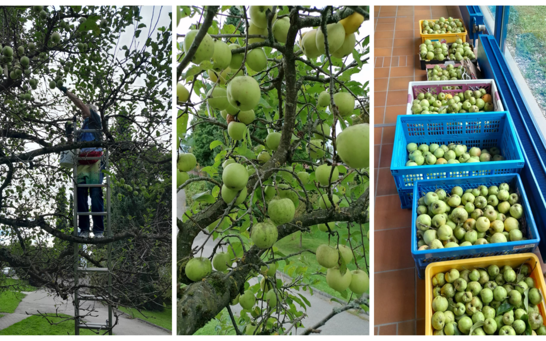 Der Baum, der verbindet